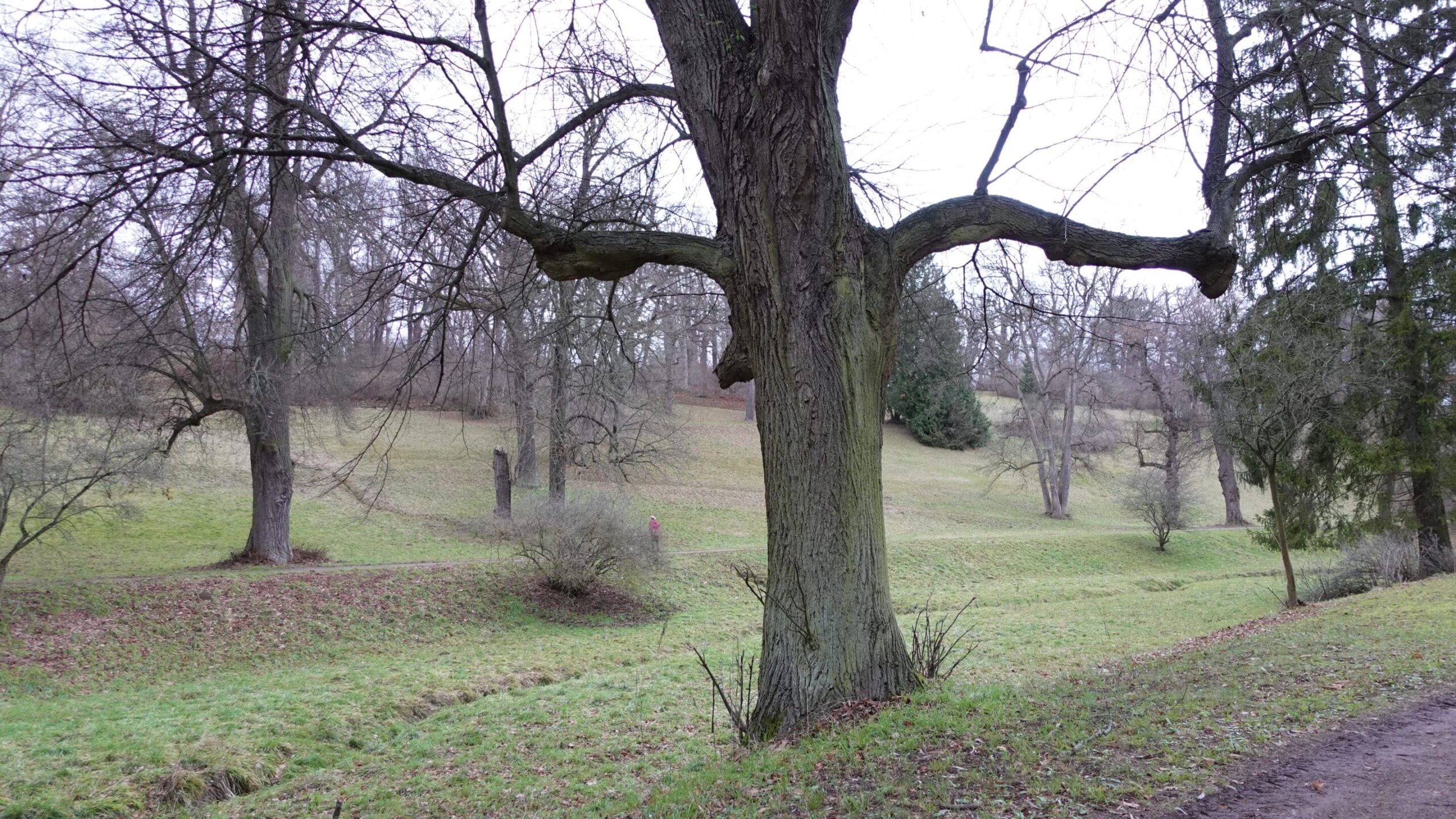 Baum im Schlosspark Belvedere Weimar.